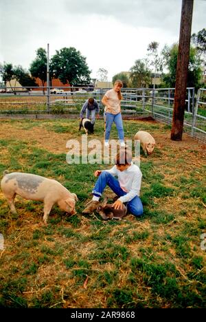 Zärtliche High-School-Schüler in Costa Mesa, CA, sammeln Schweine und Kaninchen auf einem Campus-Bauernhof. Stockfoto