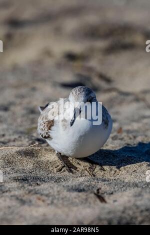 Sanderling, Calidris alba, am sandigen Oberstrand von Sunset State Beach in der Nähe von Santa Cruz, Kalifornien, USA, und Zuflucht vor dem Wind Stockfoto