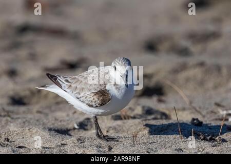 Sanderling, Calidris alba, am sandigen Oberstrand von Sunset State Beach in der Nähe von Santa Cruz, Kalifornien, USA, und Zuflucht vor dem Wind Stockfoto