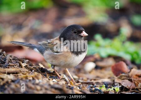 Männlich dunkeläugig junco auf dem Boden forschen, Snohomish, Washington, USA Stockfoto