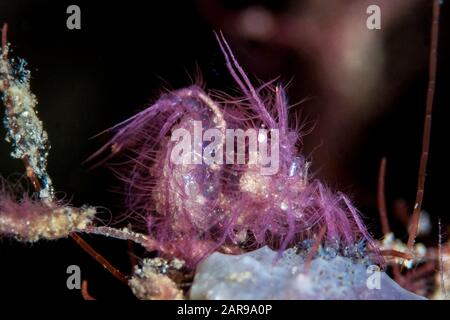 Algengarnelen, Phycocaris Simulans, Nudi Retreat Tauchplatz, Lembeh Straits, Sulawesi, Indonesien, Pazifischer Ozean Stockfoto