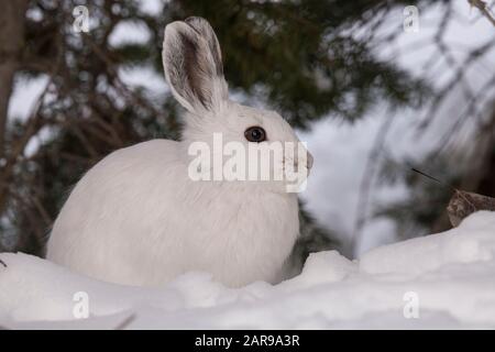 Schneeschuhhwandern im Winter, Utah Stockfoto