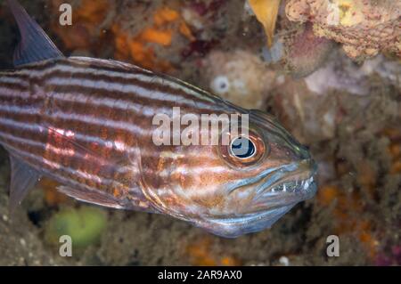 Tiger Cardinalfish mit Eiern im Mund, Cheilodipterus macrodon, Nudi Retreat Tauchplatz, Lembeh Straits, Sulawesi, Indonesien, Pazifischer Ozean Stockfoto