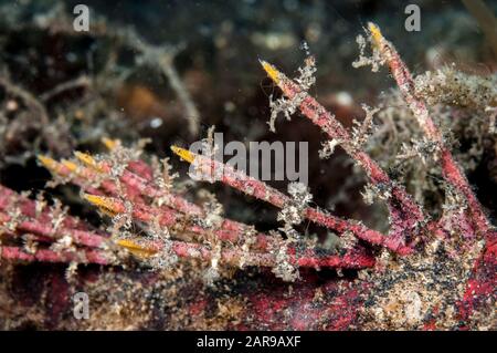 Spiny Devilfish Spines, Inimicus didactylus, TK3 Tauchplatz, Lembeh Straits, Sulawesi, Indonesien, Pazifischer Ozean Stockfoto