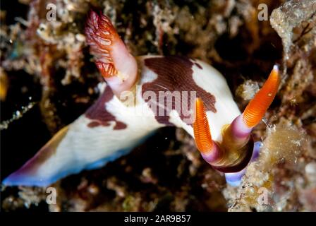 Rotgefräste Nembrotha-Nudibranch, Nembrotha-Rutilans, Tanjung Slope Tauchplatz, Lembeh Straits, Sulawesi, Indonesien, Pazifischer Ozean Stockfoto