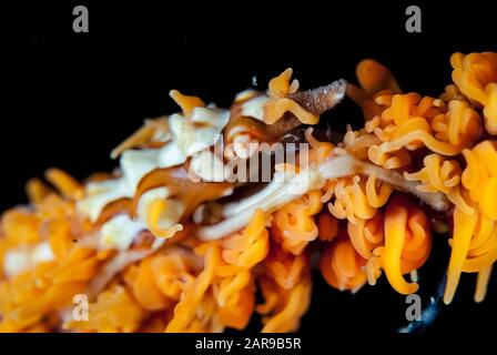 Coral Crab, Xenocarcinus tuberculatus, auf der Coral Black Wire, Cirrhipathes spiralis, California Dreaming Dive site, Lembeh Straits, Sulawesi, Indon Stockfoto