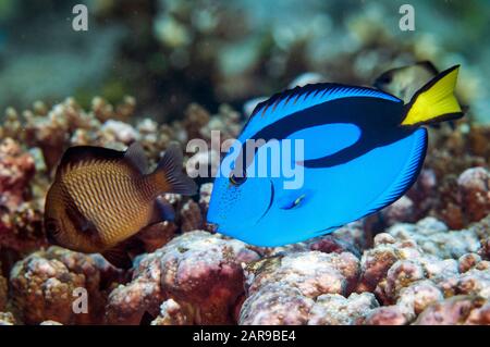 Juvenile Paletten-Surgeonfish, Paracanthurus hepatus, mit Retikuliertem Dascyllus, Dascyllus reticulatus, im Hintergrund, Tanjung Saukris Tauchplatz, Warm Stockfoto