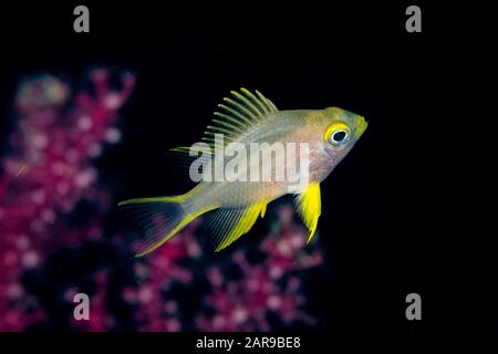 Juvenile Ternate Damselfish, Amblyglyphidodon ternatensis, Pillbox Wreck Tauchplatz, Manokwari, Cendrawasih Bay, Bird's Head Peninsula, West Papua, Ind Stockfoto