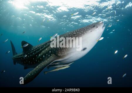 Walhai, Rhincodon typus, mit kleinen Fischen und Schlangenem Suckerfisch, Echeneis naucraates, mit Sonne im Hintergrund, Cenderawasih Bay, West Papua, Indone Stockfoto