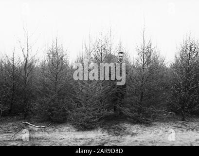 Nadelholz, Bäume, Wälder, Alleen, botanisch, larix Datum: Undatierte Stichwörter: Bäume, Wälder, Botanische, Alleen, Nadelholz Personenname: Larix Stockfoto