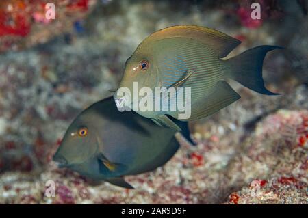 Gefüttertes Brilletooth-Paar, Ctenochaetus striatus, Batu Kapal Tauchplatz, Banda Neira, Molukken, Banda Sea, Indonesien Stockfoto