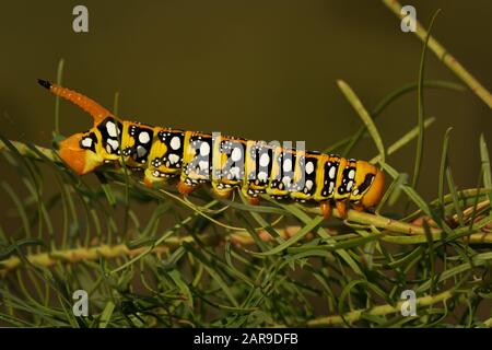 Spurge Falke - Hyles euphorbiae Raupe Europäische Motte Sphingidiae, Erreger der biologischen Schädlingsbekämpfung gegen die schädliche Unkrautblättrige Sprug (E Stockfoto