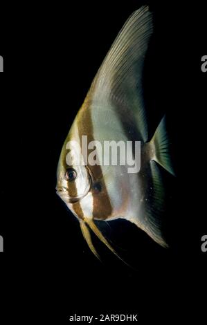 Longfin Spadefish, Platax teira, Arborek Jetty, Dampier Straits, Raja Ampat, West Papua, Indonesien Stockfoto