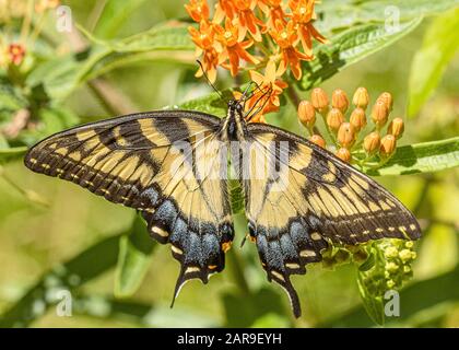 Ein schöner östlicher Tiger-Schwalbenschwanz-Schmetterling. Stockfoto