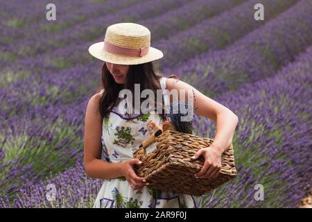 Ein Mädchen steht mitten auf einem Lavendelfeld und hält in ihren Händen einen Korb Stockfoto