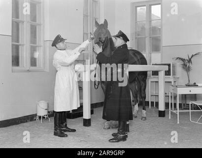 Reisen Sie nach Polen Warschau. Ein Tierarzt verabreicht einem Polizeipferd ein Medikament. Ein Polizist hält das Pferd Datum: 1934 Ort: Polen, Warschau Schlüsselwörter: Tierärzte, Pferde, Polizei Stockfoto