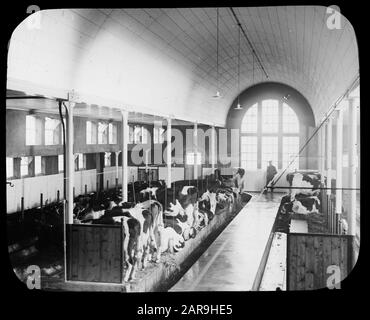 Modellfarm Lactaria in Stevensbeek. Koestal Anmerkung: Im Jahre 1910 verkaufte die Gemeinde Sambeek 455 Hektar Wildland an J.H.B. Klines aus Maastricht. Die Firma Lactaria NV, eine Bergbaufarm, gründete sie. In kurzer Zeit wurde das entsprechende Land aus unermesslichen Mooren in Bau- und Grünland umgewandelt. Die Ausbeutung und Ausbeutung lag zunächst in den Händen der Nederlandse Heidemaatschappij. Die neue Siedlung "Lactaria" bestand aus einer Musterfarm und drei Doppelarbeiterhäusern. Datum: Undatierter Ort: Stevensbeek Stichwörter: Interieur, Tierhaltung Stockfoto