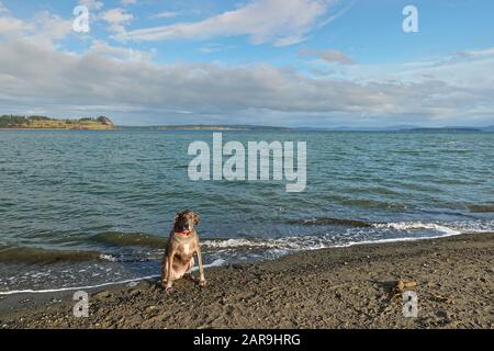 Ein toller Dane, der den Tag am Strand verbringt. Stockfoto