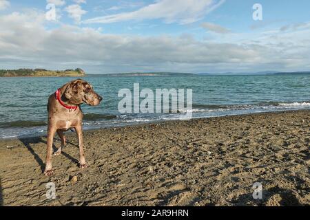 Ein toller Dane, der den Tag am Strand verbringt. Stockfoto