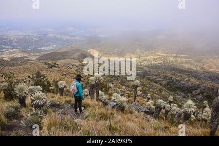 Trekking unter den Frailejones auf der Höhe Páramo de Oceta Trek, Monguí, Boyaca, Kolumbien Stockfoto