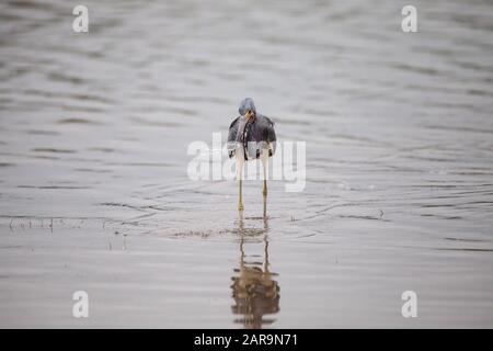 Dreifarbige Reiher Egretta tricolor Forges für Fische in einer Flussmünde vor dem Tigertail Strand in Marco Island, Florida. Stockfoto