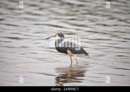 Dreifarbige Reiher Egretta tricolor Forges für Fische in einer Flussmünde vor dem Tigertail Strand in Marco Island, Florida. Stockfoto