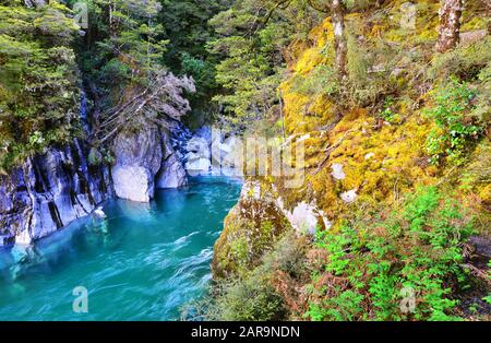 Die blauen Pools von Haast Pass in Neuseeland Stockfoto