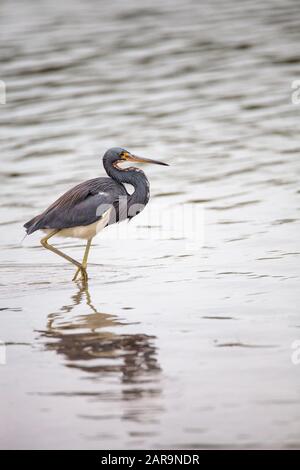 Dreifarbige Reiher Egretta tricolor Forges für Fische in einer Flussmünde vor dem Tigertail Strand in Marco Island, Florida. Stockfoto