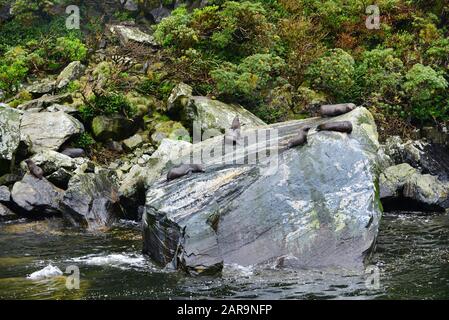 Robben auf einem Felsen im Milford Sound, Neuseeland Stockfoto