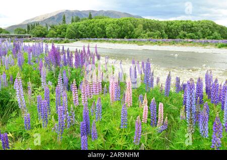 Lupinen, die violetten Blumen im Ahuriri River Omarama Otago, Neuseeland Stockfoto