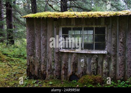 Alter Schuppen mit Holzsidding und einem moosgedeckten Dach in einem üppigen grünen Wald. Stockfoto