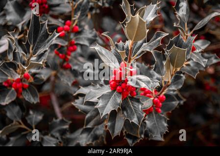 Nah an einem Mistelstrauch, Blättern und roten Beeren. Traditionelle weihnachtsanlage. Desaturierte Aufnahme mit selektiver roter Farbe. Stockfoto