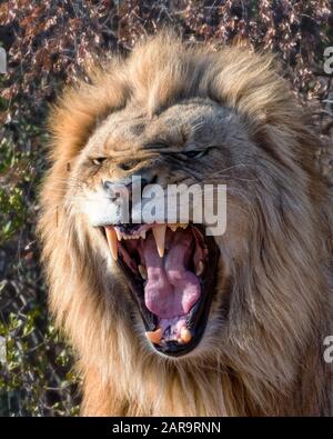 Junger männlicher Löwe, der bei Dawn in Südafrika roaring Stockfoto