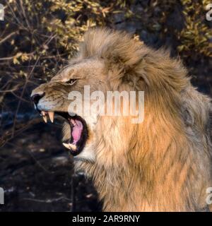 Junger männlicher Löwe, der bei Dawn in Südafrika roaring Stockfoto