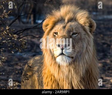 Junger männlicher Löwe im goldenen Morgenlicht in Südafrika Stockfoto