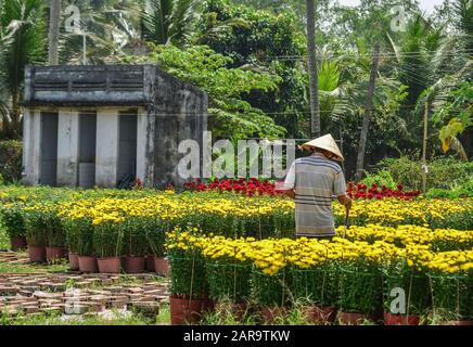 Asiatischer Bauer, der am sonnigen Tag im Mekong Delta in Vietnam auf dem Marigold Flower Field arbeitet. Stockfoto