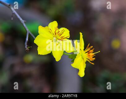 Ochna integerrima Blumen, die im Frühling blühen. In Vietnam ist die Blume Symbol Des Guten Glücks in Lunar Neujahr. Stockfoto