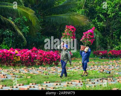 Ben Tre, Vietnam - 19. Januar 2020. Einheimische Männer, die Blumen auf der Plantage in Mekong Delta, Südvietnamesen tragen. Stockfoto