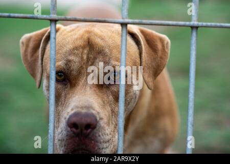 Hund mit trauriger Gesichtsausdruck, der durch gesperrtes Tor blickt Stockfoto