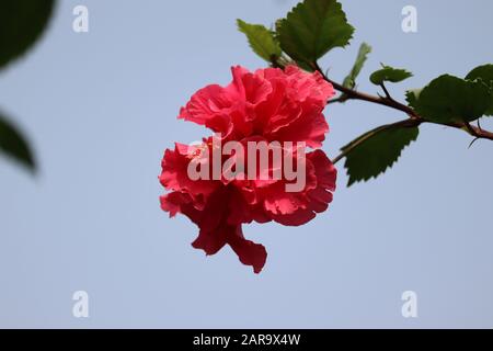 Schöne rote Hibiskusblüte auf dem Hibiskusgarten im Sommer mit klarem Himmelshintergrund Stockfoto