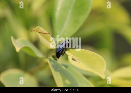 Eine schwarze Wespe thront im Herbst auf einem Baumzweig Stockfoto