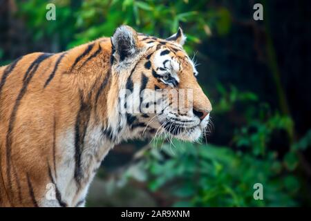 Tiger auf Baumhintergrund. Wildtier im Naturlebensraum Stockfoto