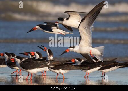 Schwarze Skimmer fliegen in blauem Himmel über Ozeanwellen, Texas Stockfoto