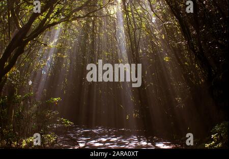 Schöne Sonnenstrahlen, die durch die Höhle leuchten und in tropischer Waldlandschaft ausstrahlen. Gelbe Sonnenstrahlen durch dunklen tropischen Waldhintergrund. Stockfoto