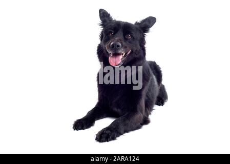 Black Dog im Studio Stockfoto