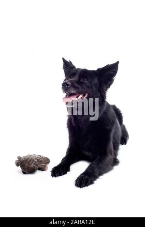 Black Dog im Studio Stockfoto