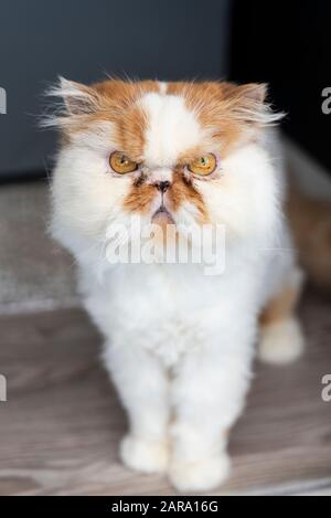 Weiße und braune Persian Cat Stockfoto