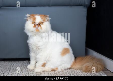 Weiße und braune Persian Cat Stockfoto
