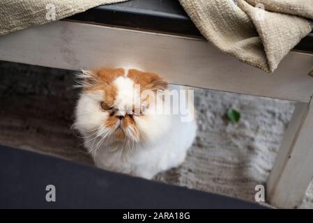 Weiße und braune Persian Cat Stockfoto