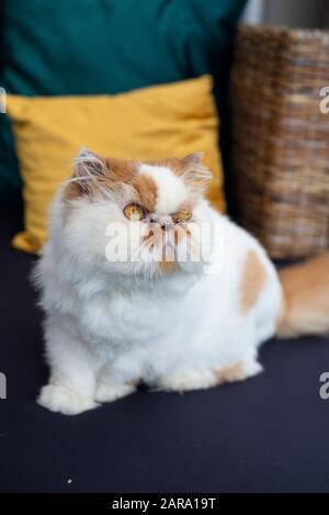 Weiße und braune Persian Cat Stockfoto